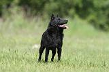 SCHIPPERKE 309